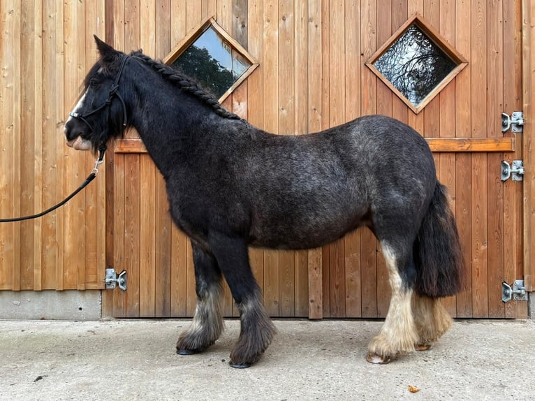 Tinker Stute 12 Jahre 138 cm Roan-Blue in Eggermühlen