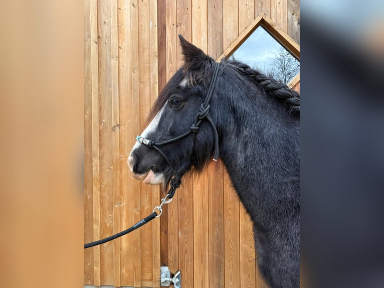 Tinker Stute 12 Jahre 138 cm Roan-Blue in Eggermühlen