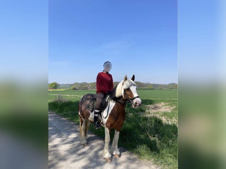 Tinker Mix Stute 12 Jahre 140 cm Schecke in Billerbeck
