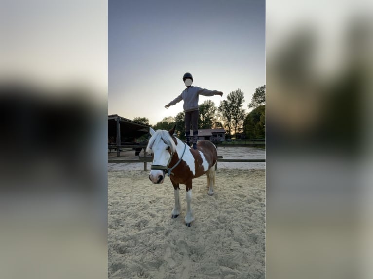 Tinker Mix Stute 12 Jahre 140 cm Schecke in Billerbeck