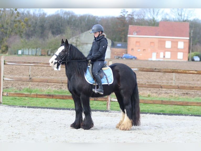 Tinker Stute 12 Jahre 142 cm Rappe in Pepingen