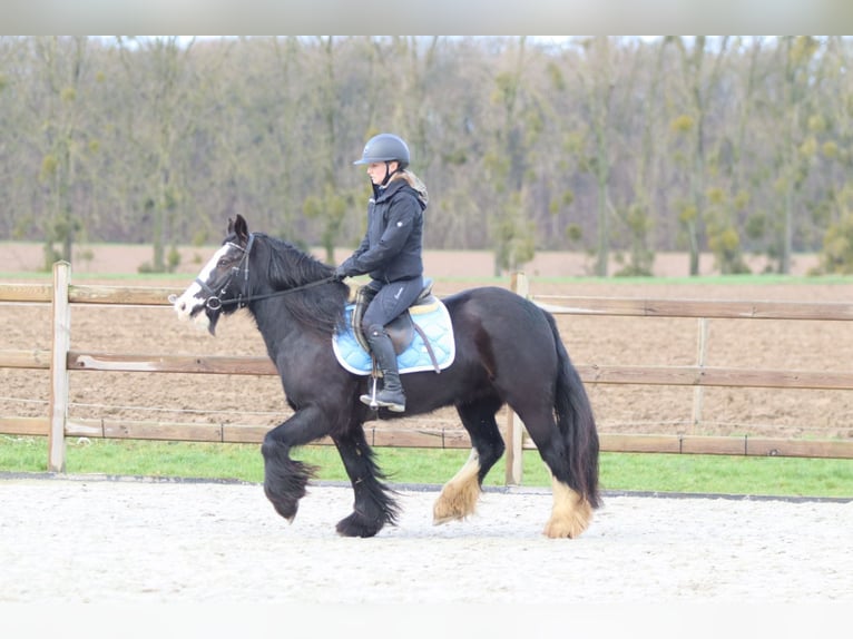 Tinker Stute 12 Jahre 142 cm Rappe in Pepingen