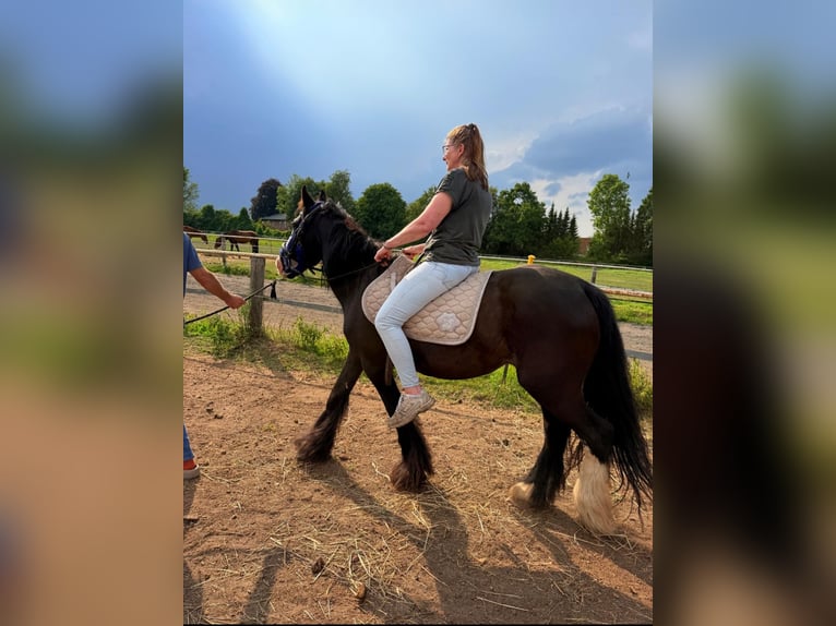 Tinker Stute 12 Jahre 142 cm Rappe in Tornesch