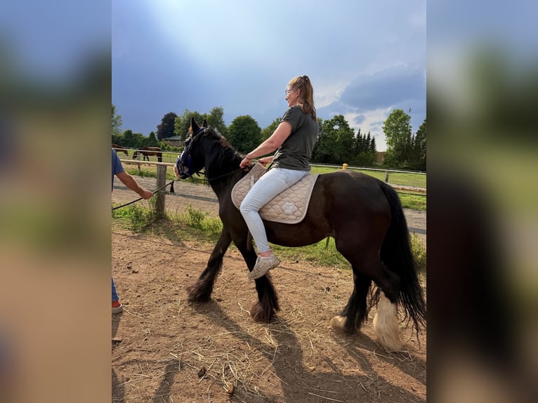 Tinker Stute 12 Jahre 142 cm Schecke in Uetersen