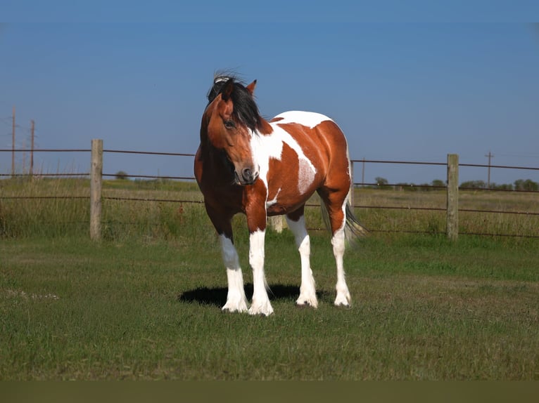 Tinker Mix Stute 12 Jahre 142 cm Schecke in Ripley