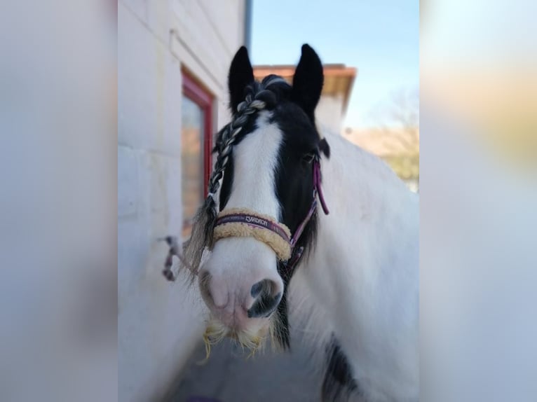 Tinker Stute 12 Jahre 143 cm Schecke in Kaltensondheim