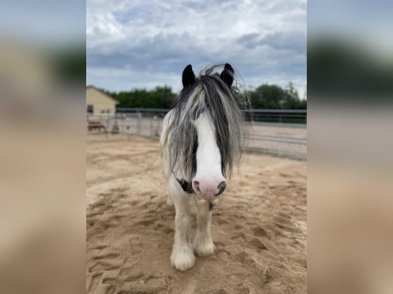 Tinker Stute 12 Jahre 143 cm Schecke in Kaltensondheim