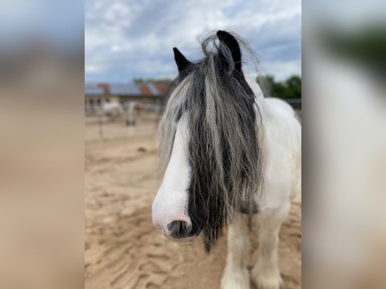 Tinker Stute 12 Jahre 143 cm Schecke in Kaltensondheim