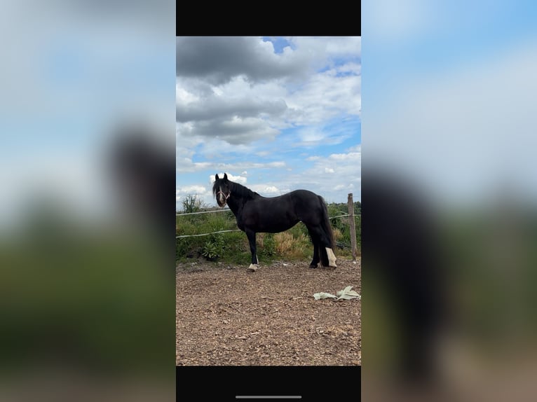 Tinker Stute 12 Jahre 145 cm Rappe in Overath