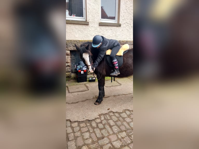 Tinker Stute 12 Jahre 145 cm Rappe in OberweserWesertal