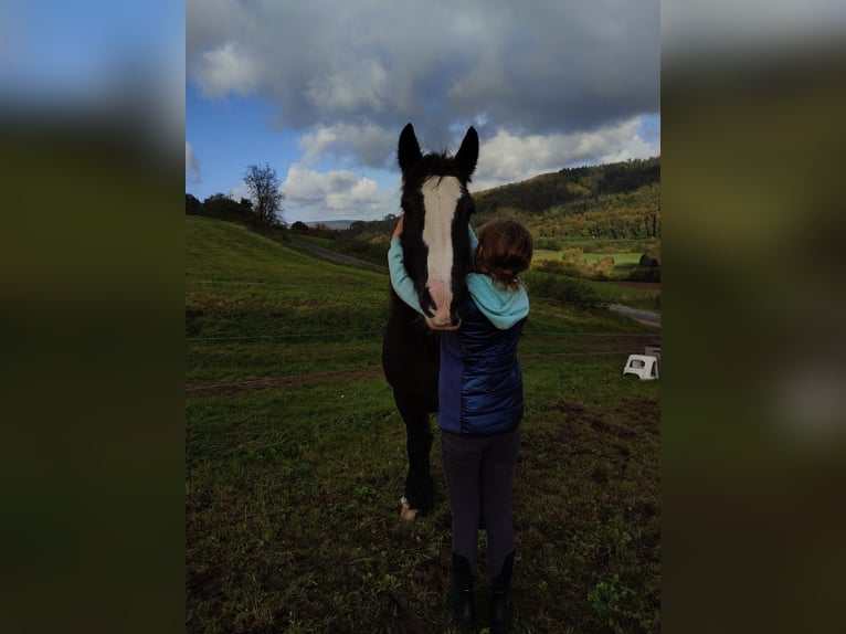 Tinker Stute 12 Jahre 145 cm Rappe in OberweserWesertal