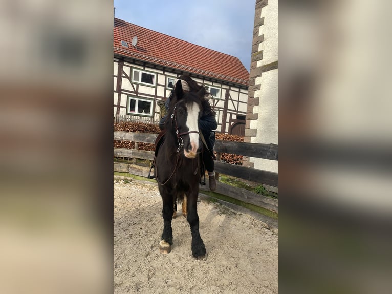 Tinker Stute 12 Jahre 145 cm Rappe in OberweserWesertal