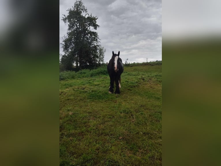 Tinker Stute 12 Jahre 145 cm Rappe in OberweserWesertal