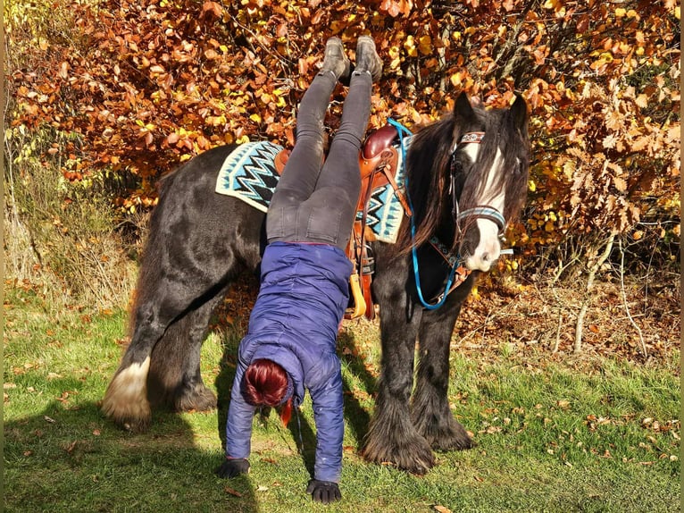 Tinker Stute 12 Jahre 145 cm Rappe in Linkenbach