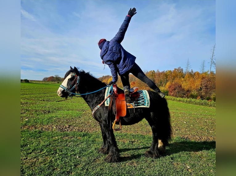 Tinker Stute 12 Jahre 145 cm Rappe in Linkenbach