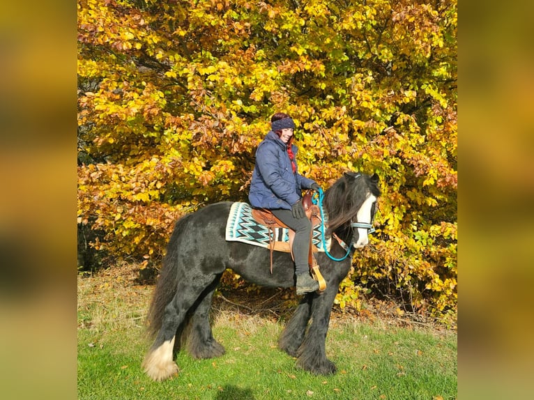 Tinker Stute 12 Jahre 145 cm Rappe in Linkenbach