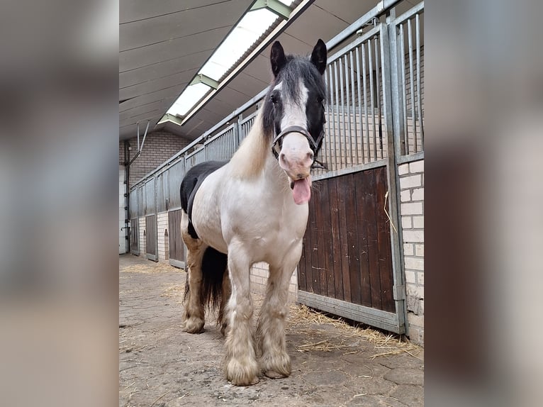 Tinker Stute 12 Jahre 145 cm Schecke in Gemert