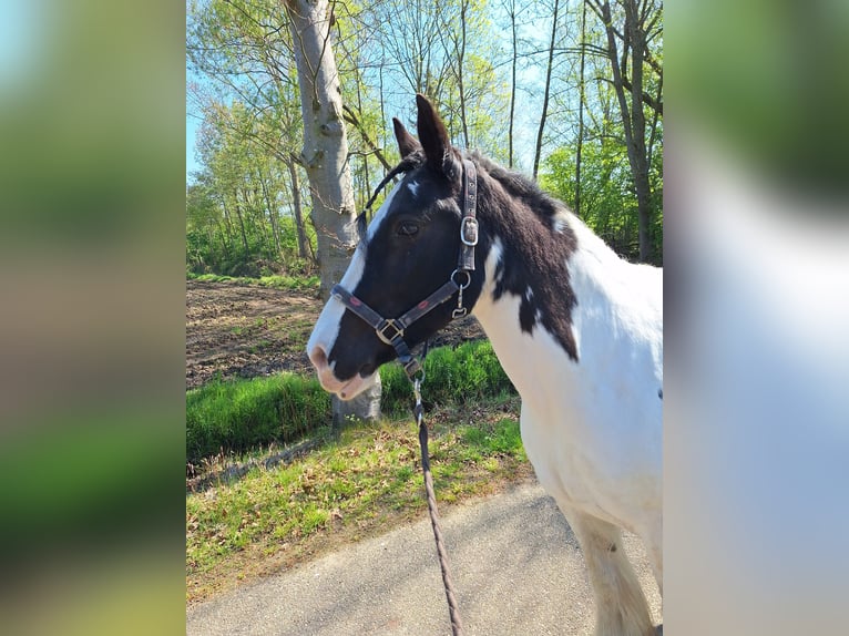 Tinker Stute 12 Jahre 145 cm Schecke in Gemert