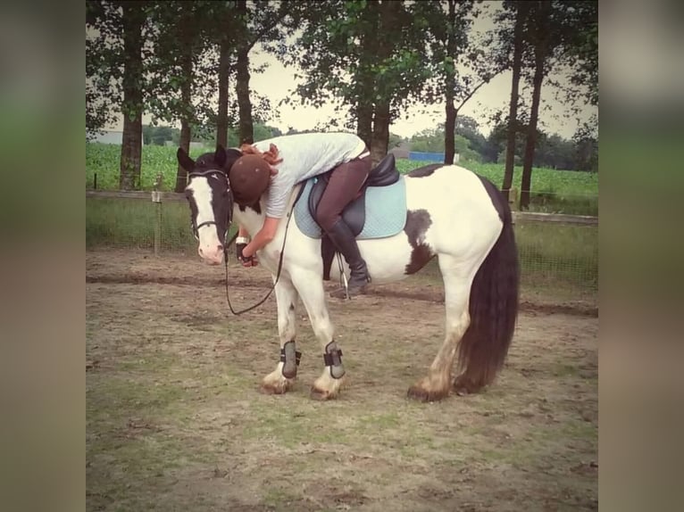Tinker Stute 12 Jahre 145 cm Schecke in Gemert