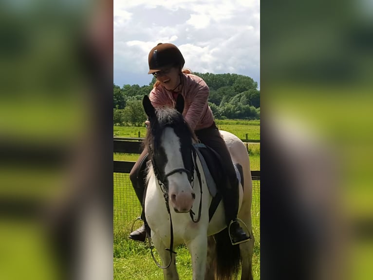 Tinker Stute 12 Jahre 145 cm Schecke in Gemert