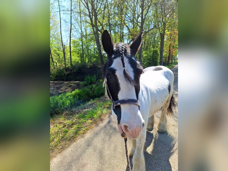 Tinker Stute 12 Jahre 145 cm Schecke in Gemert