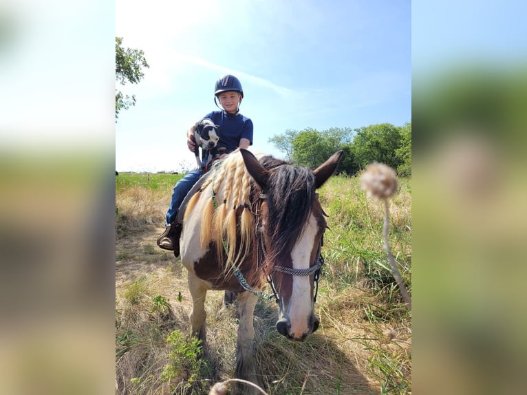 Tinker Stute 12 Jahre 145 cm Schecke in Hillsboro