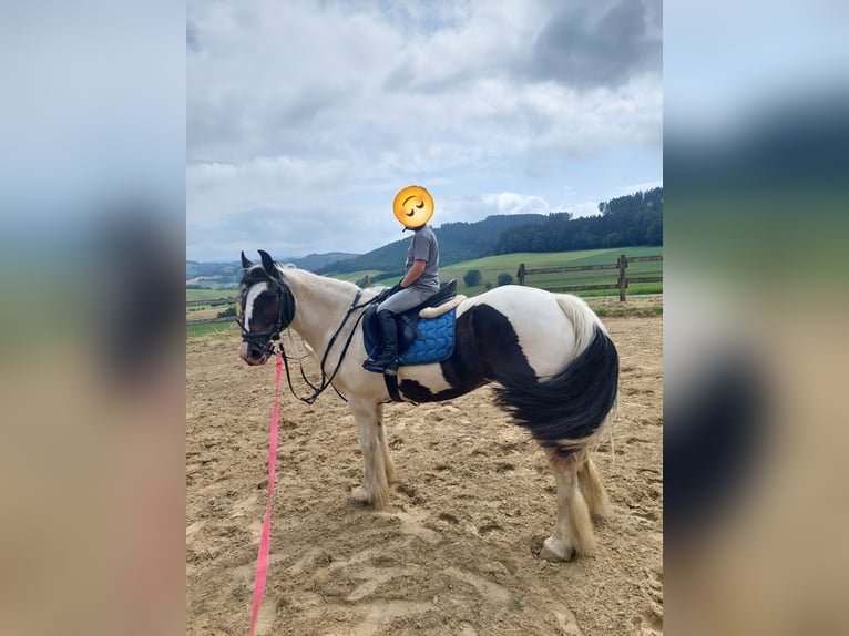 Tinker Stute 12 Jahre 146 cm Schecke in Eslohe