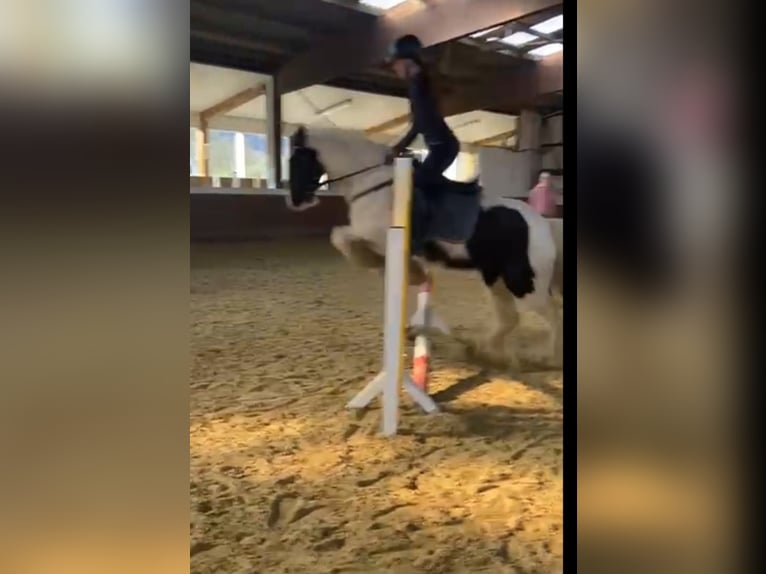 Tinker Stute 12 Jahre 146 cm Schecke in Eslohe