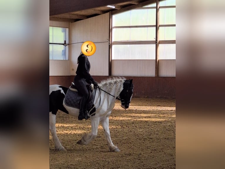 Tinker Stute 12 Jahre 146 cm Schecke in Eslohe