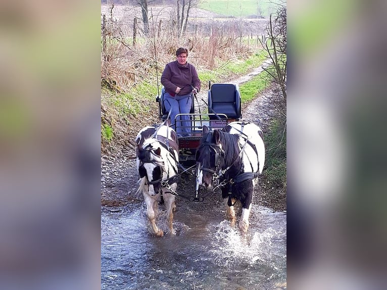 Tinker Stute 12 Jahre 146 cm Schecke in Eslohe