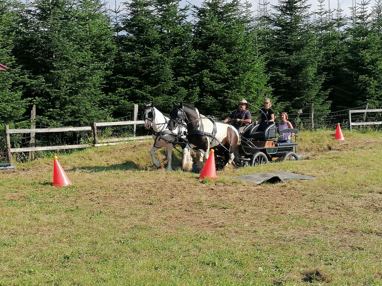 Tinker Stute 12 Jahre 146 cm Schecke in Eslohe