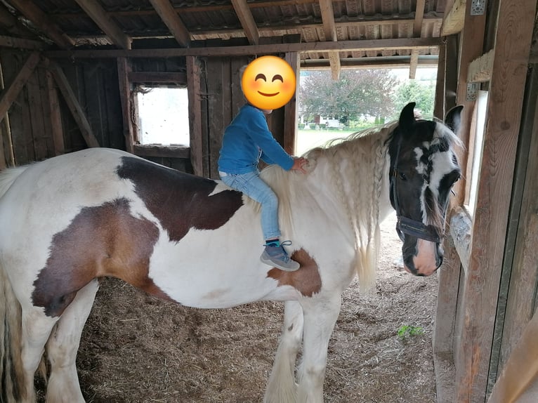 Tinker Stute 12 Jahre 146 cm Schecke in Eslohe