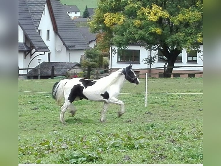 Tinker Stute 12 Jahre 146 cm Schecke in Eslohe
