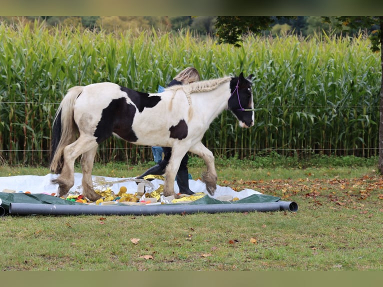Tinker Stute 12 Jahre 146 cm Schecke in Eslohe