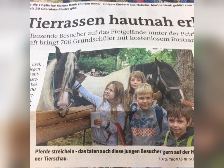 Tinker Stute 12 Jahre 146 cm Schecke in Eslohe