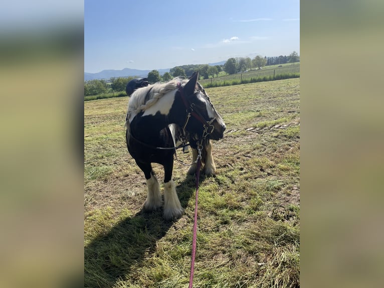 Tinker Stute 12 Jahre 146 cm Schecke in Wachtberg