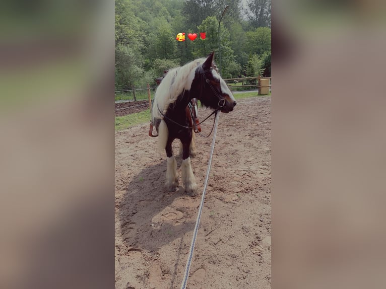 Tinker Stute 12 Jahre 146 cm Schecke in Wachtberg