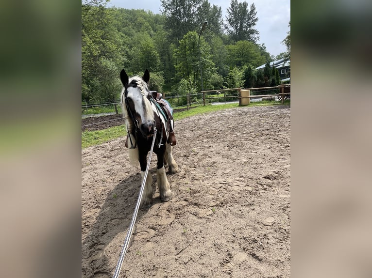 Tinker Stute 12 Jahre 146 cm Schecke in Wachtberg