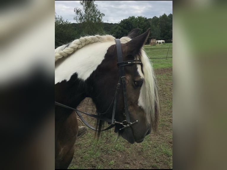 Tinker Stute 12 Jahre 146 cm Schecke in Wachtberg