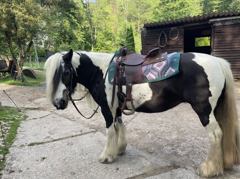 Tinker Stute 12 Jahre 146 cm Schecke in Wachtberg