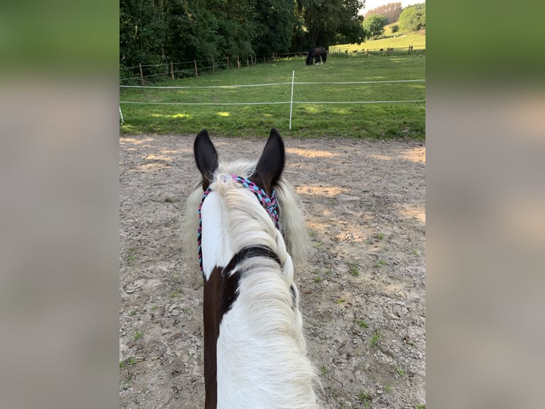 Tinker Stute 12 Jahre 146 cm Schecke in Wachtberg