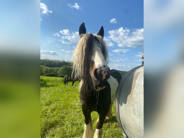 Tinker Stute 12 Jahre 146 cm Schecke in Wachtberg