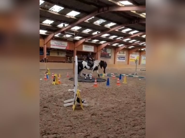 Tinker Stute 12 Jahre 147 cm Schecke in Moorweg