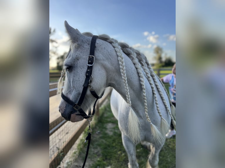 Tinker Stute 12 Jahre 147 cm Schimmel in Rehfelde