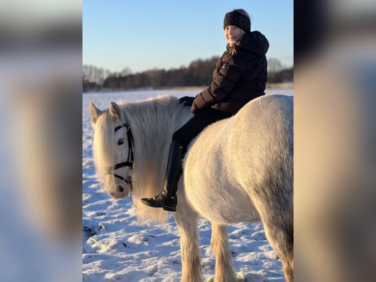 Tinker Stute 12 Jahre 147 cm Schimmel in Rehfelde