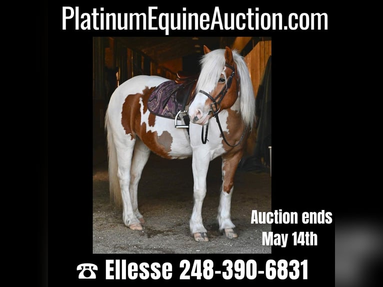 Tinker Stute 12 Jahre 147 cm Tobiano-alle-Farben in Highland MI