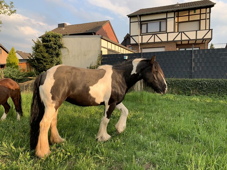 Tinker Stute 12 Jahre 149 cm Schecke in Langerwehe