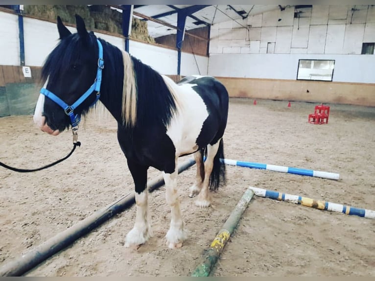 Tinker Stute 12 Jahre 149 cm Schecke in Langerwehe