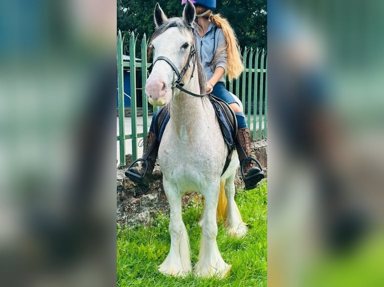 Tinker Stute 12 Jahre 152 cm Roan-Red in Morecambe