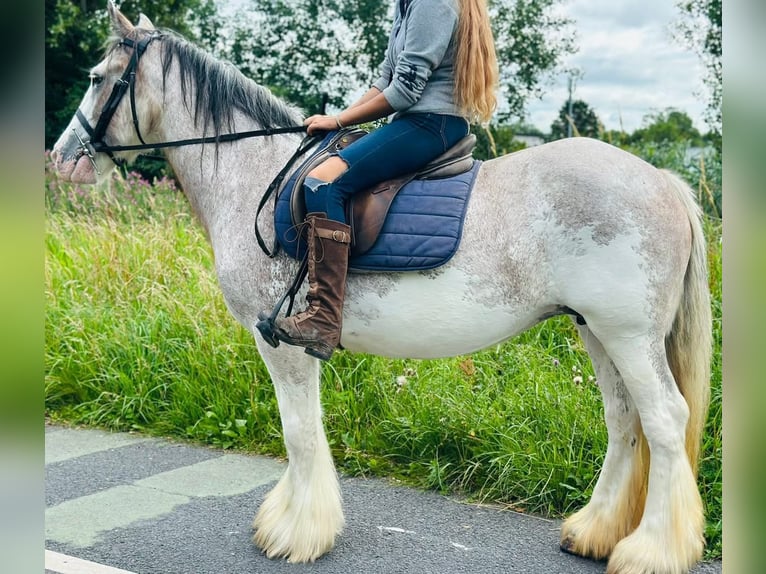 Tinker Stute 12 Jahre 152 cm Roan-Red in Morecambe